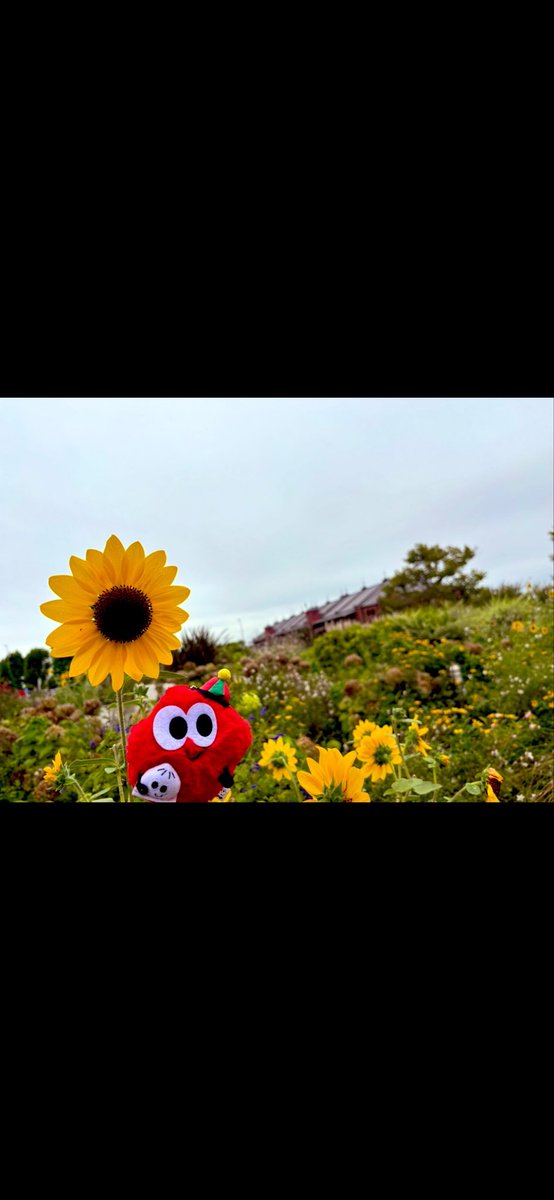 eiquinho's tweet photo. 🌻🌻🌻 🌻🌻🌻 🌻🌻🌻 🌻🌻🌻

　　にっしーおめでとう🎊

にっしーの未来が
キレイに咲き誇りますように🌸✨

🌻🌻🌻 🌻🌻🌻 🌻🌻🌻 🌻🌻🌻 https://t.co/mhG2HI2uqD