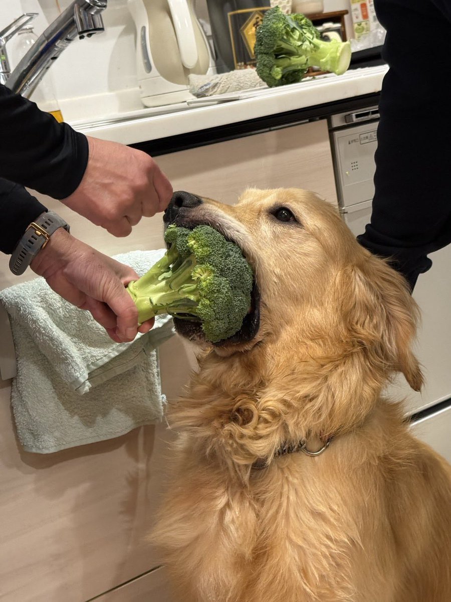 everythingdogss's tweet photo. https://t.co/SM5zvYJkYR