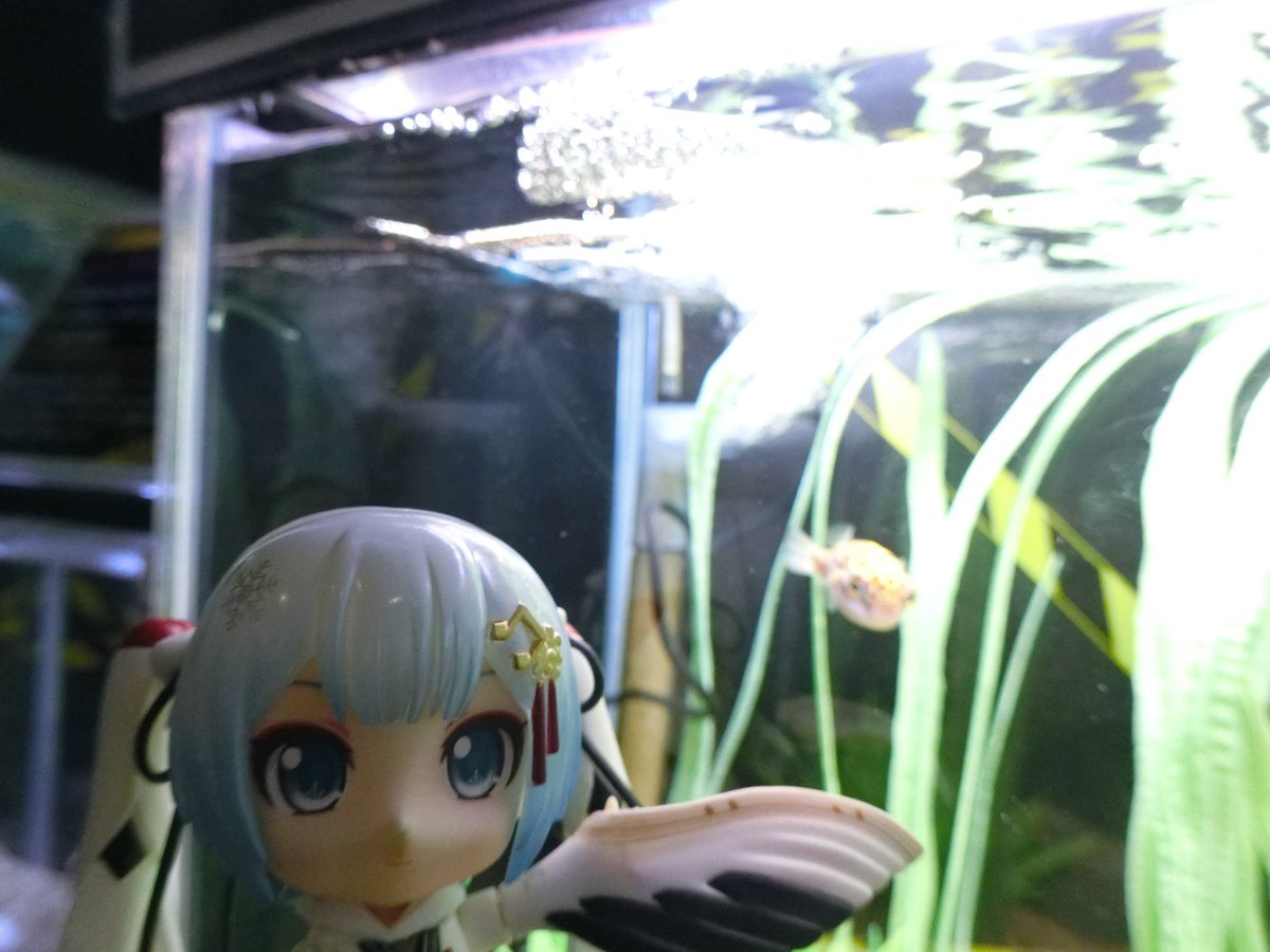 mabo2dayo's tweet photo. ｢ミドリフグ～♪｣
…あら可愛い
｢けど他のフグと同じくテトロドトキシン持ち～♪｣
…デスヨネー
｢ただどの部位に毒が溜まるかは種によって変わる～♪｣
…へーへー
｢あと毒とは別に歯も頑丈なので飼育する際は水槽内の物を噛み切られないように気をつける必要がある～♪｣
…なるほど https://t.co/YOJXaq3DgW