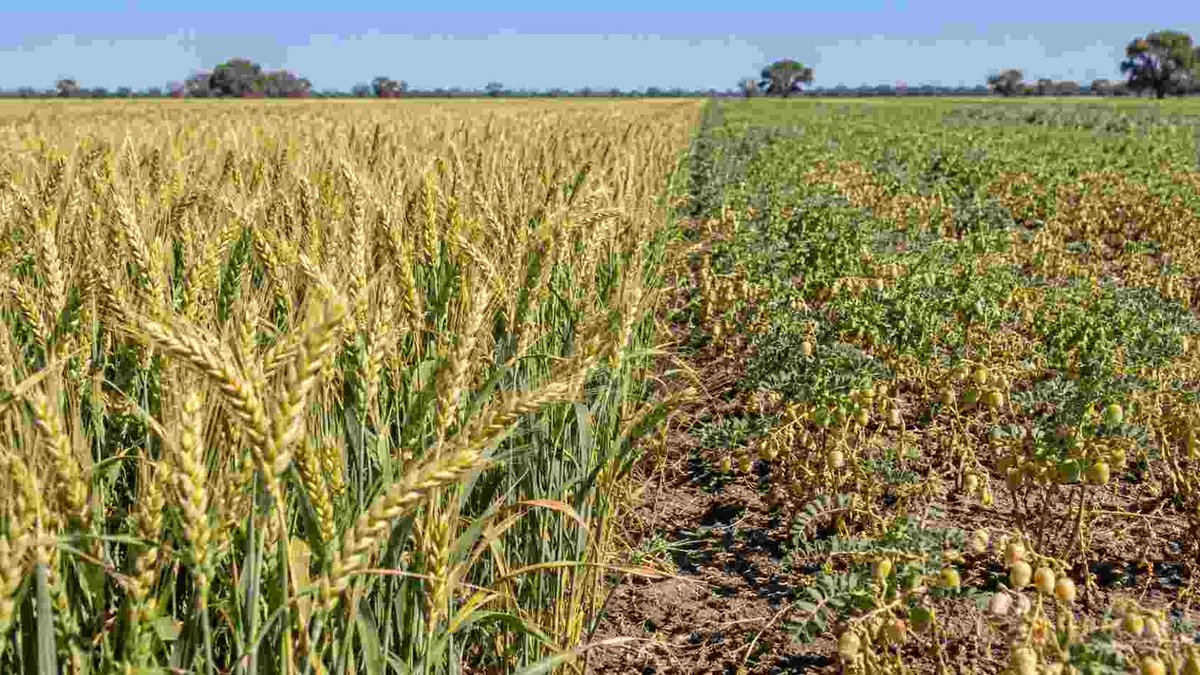 RuralNetOficial's tweet photo. #Agricultura #agricultura #BCCBA #campañaagrícola #clima Santiago del Estero: trigo y garbanzo atraviesan una etapa crítica con contrastes hídricos y térmicos https://t.co/VV98K8j7Fp https://t.co/ntjIBM2rOy