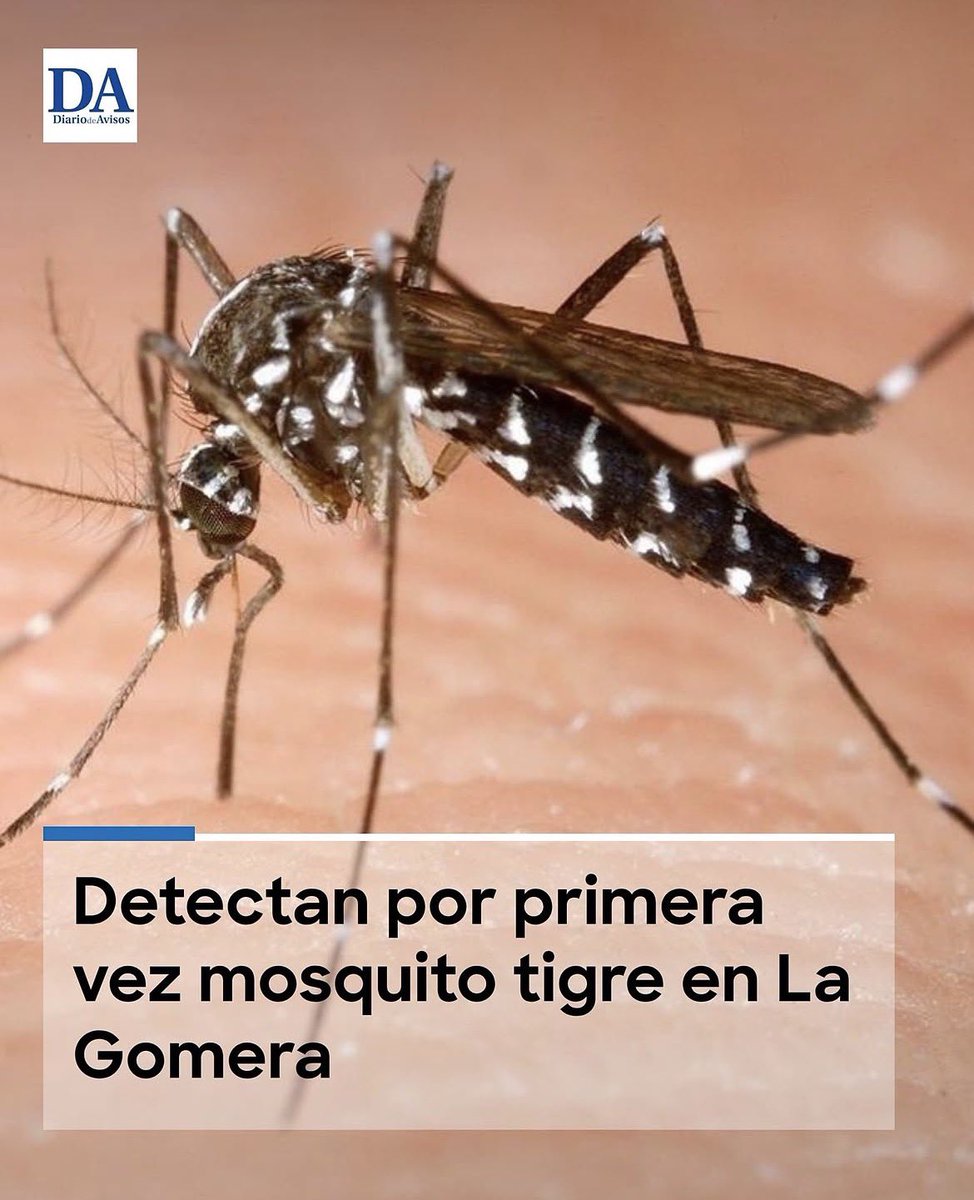 rubueno10's tweet photo. 📢 Sigue la imparable expansión del #MosquitoTigre por la España tanto peninsular como insular 🦟 
🔍 Un vecino de #LaGomera, alertado por las anómalas picaduras sufridas, dio el aviso encontrándose posteriormente tanto larvas como adultos en la inspección ⚠️ 
#AedesAlbopictus https://t.co/n4W7SpygJF