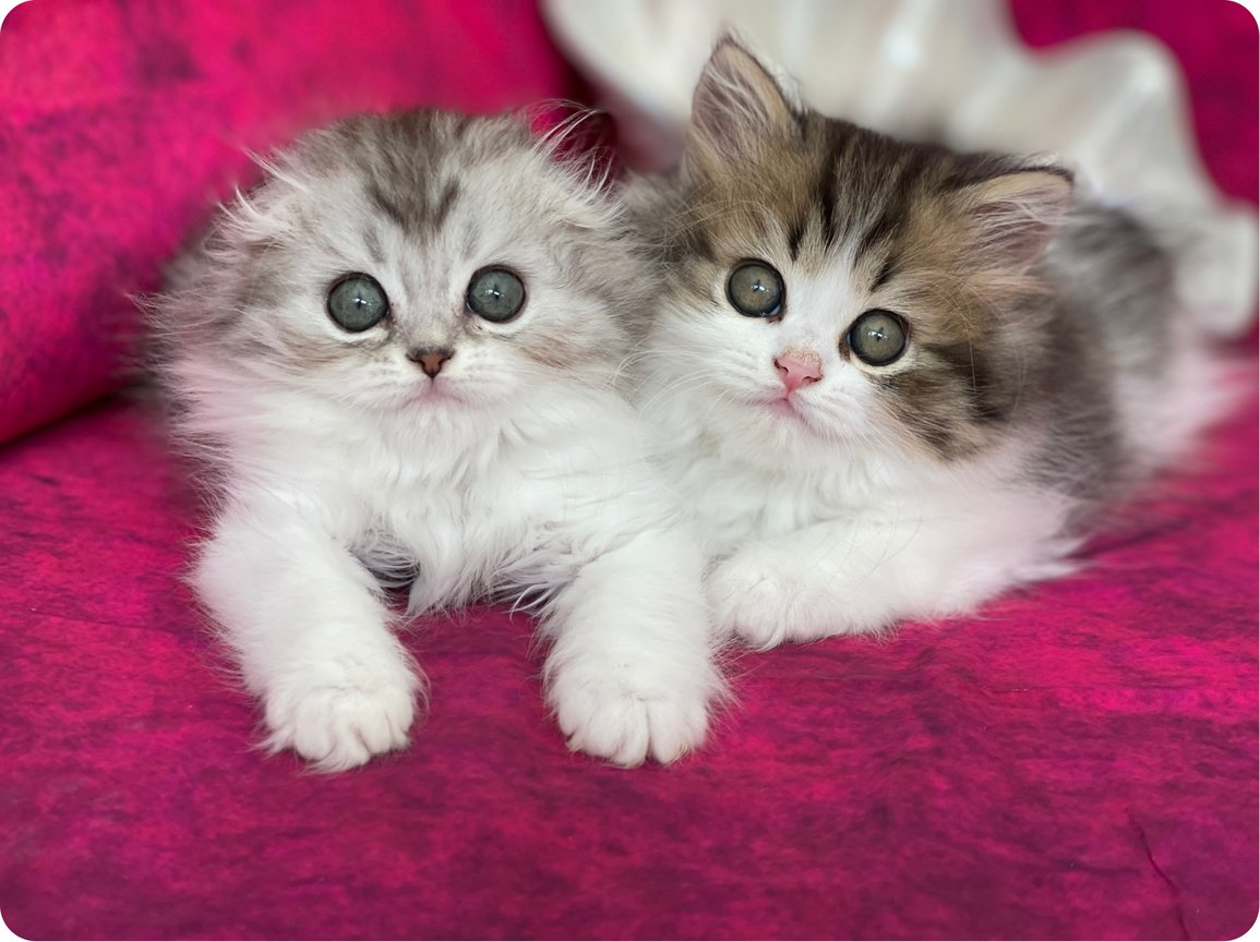 ScottishCattery's tweet photo. Beautiful coloring and loving personalities make our chinchilla kittens truly special. We are happy to answer questions and help you choose. Contact us at (941) 264-5905 today! #ChinchillaKittens #FamilyPet
https://t.co/ogphm5eXuH https://t.co/NiQkh95w9T