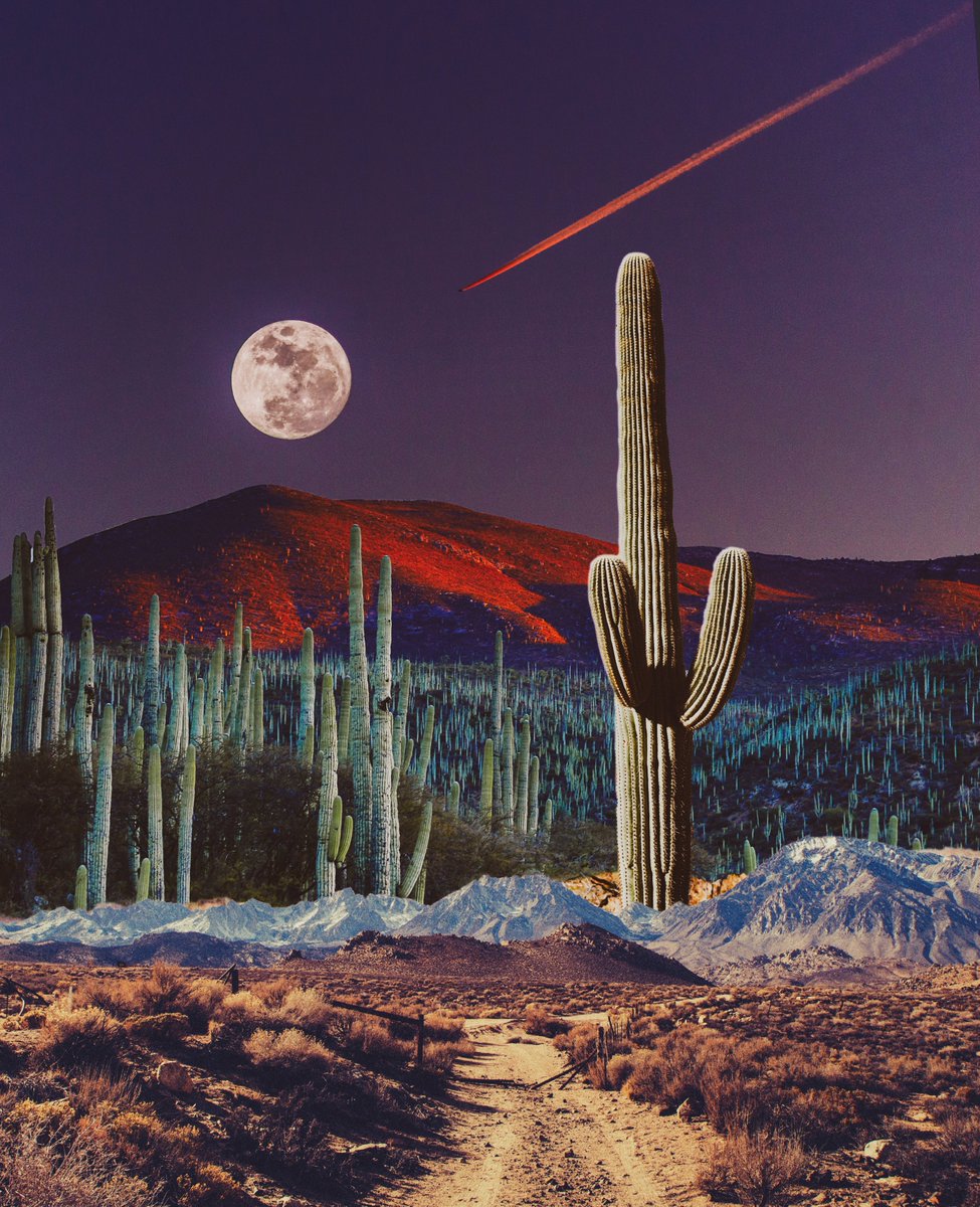 POSTWOOK's tweet photo. desert giants https://t.co/XT07malgsF