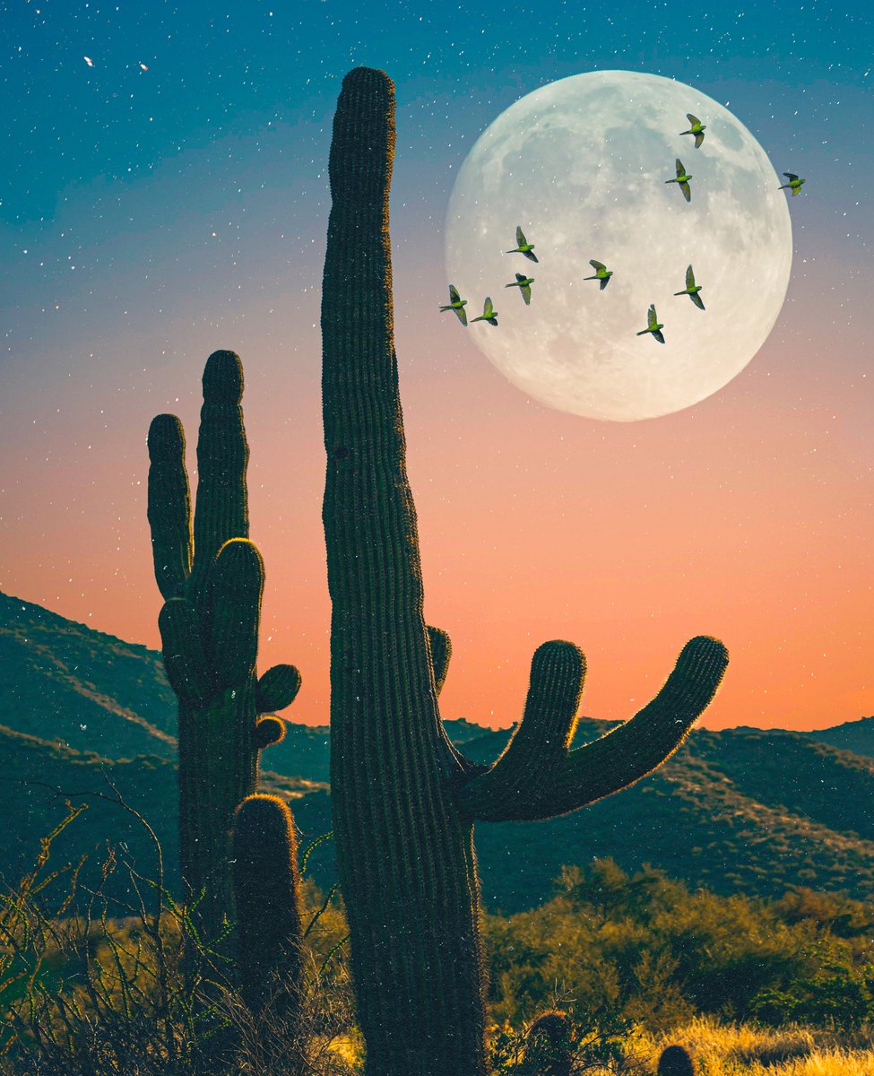 POSTWOOK's tweet photo. desert giants https://t.co/XT07malgsF