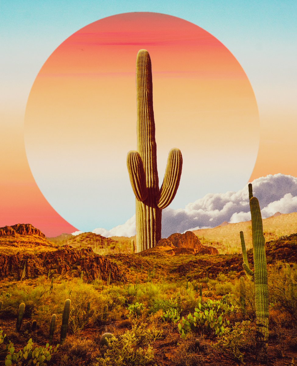 POSTWOOK's tweet photo. desert giants https://t.co/XT07malgsF