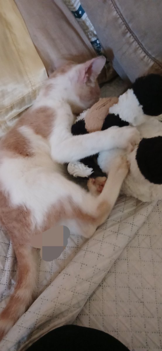 cornofbeef's tweet photo. Megalon has become fond of my stuffed cow Hathor https://t.co/wlDzY6MaZ4