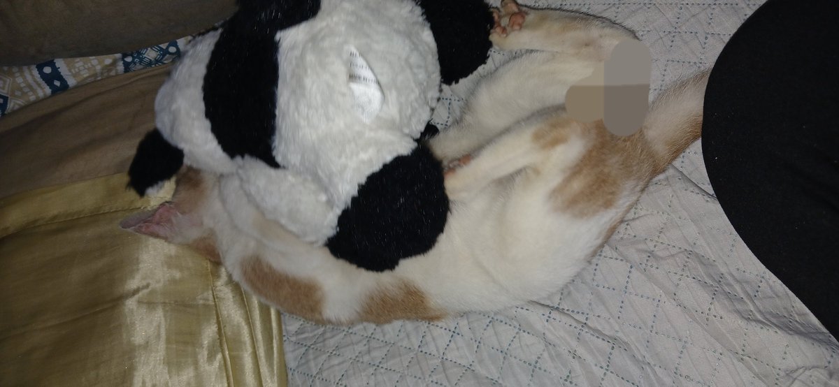 cornofbeef's tweet photo. Megalon has become fond of my stuffed cow Hathor https://t.co/wlDzY6MaZ4