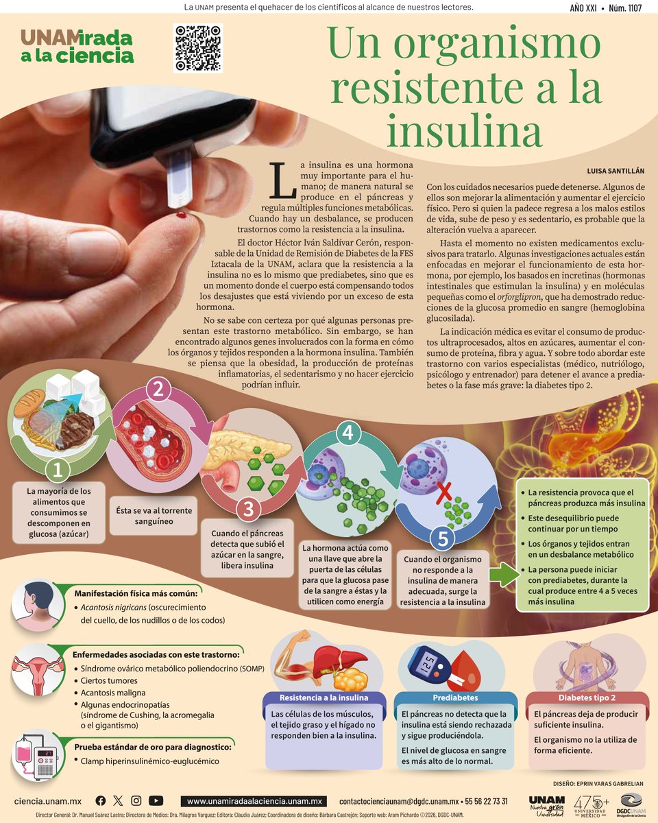 Ciencia_UNAM's tweet photo. ¿Qué pasa en tu cuerpo cuando hay Resistencia a la Insulina?
La insulina funciona como una "llave" que permite que la glucosa entre a nuestras células para darnos energía. Sin embargo, cuando las células dejan de responder adecuadamente a esta hormona, surge la RI https://t.co/mPSh2w6pTP