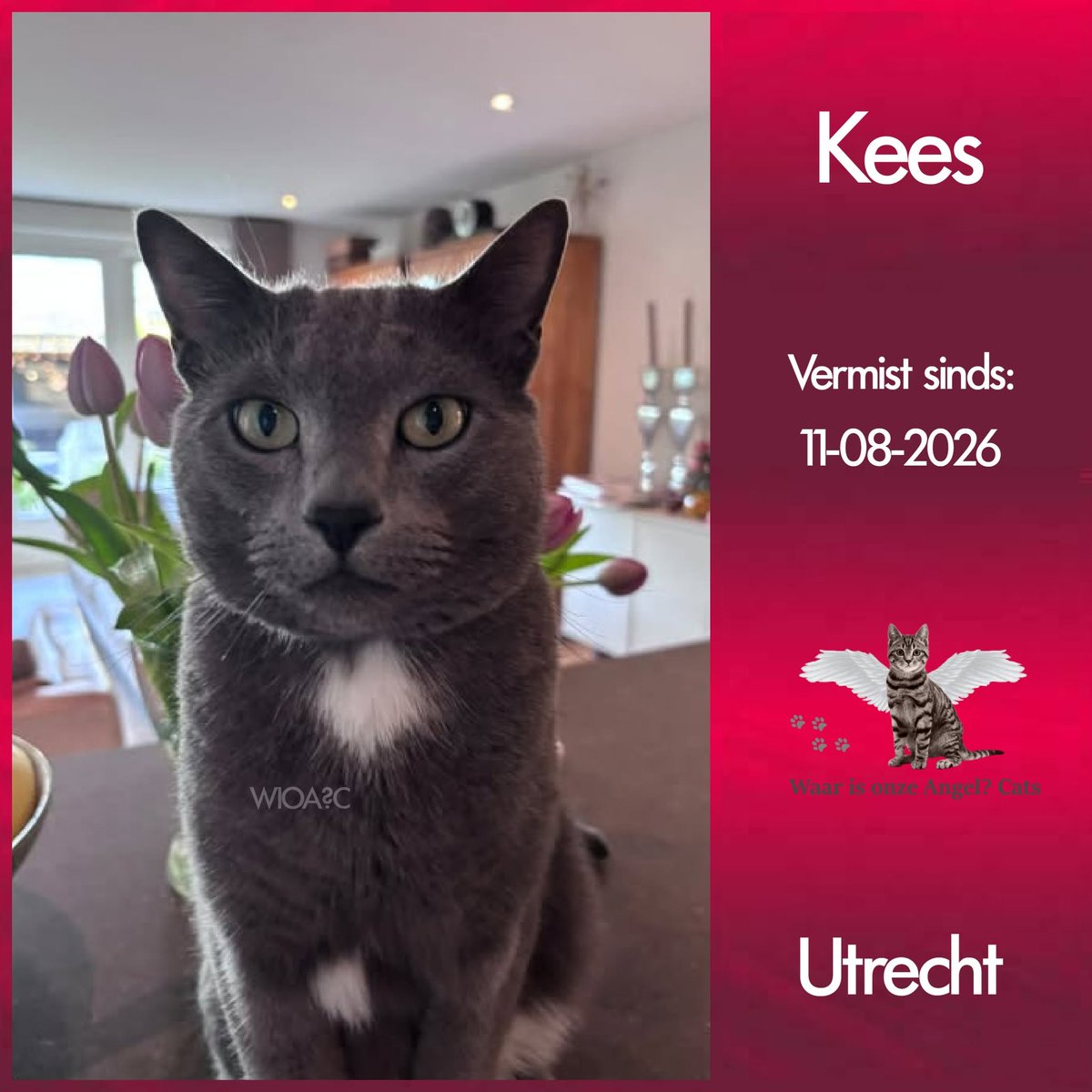 waarisonzeangel's tweet photo. Kees #Vermist sinds 11-08-2026 te #Utrecht 

https://t.co/IQSurI509Z https://t.co/ZsUx4bBVBW