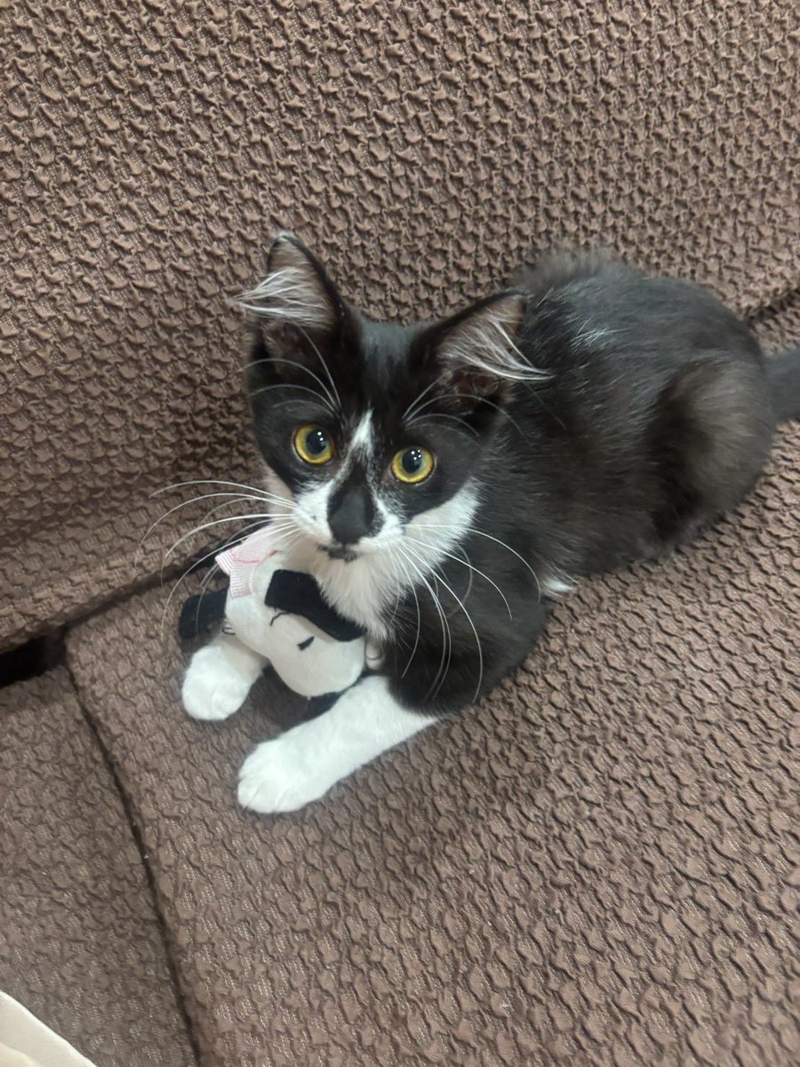 katamichi's tweet photo. 3ヶ月になった猫ちゃん。キッチン漁りが趣味なので扉付きの収納棚がいるなぁと思う今日この頃。猫仕様に部屋が作り替えられていく https://t.co/3uN2qgXHYL