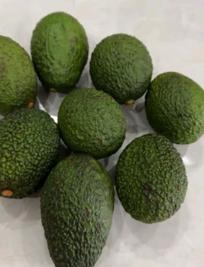 Kelli7aw's tweet photo. Probé el aguacate mexicano fresco! Cremoso, sabor intenso y sin exceso de agua — perfecto para tostadas o guacamole. （我试了新鲜的墨西哥牛油果！口感绵密，味道浓郁，水分不超标——太适合配吐司或做鳄梨酱了）， https://t.co/dQpJQLLwBN