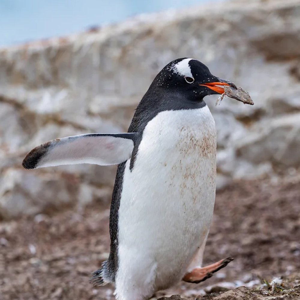 AMAZlNGNATURE's tweet photo. A new penguin species discovered after more than 100 years

A remote group of gentoo penguins has been recognized as a new species after dna revealed they were different from other gentoos https://t.co/4JqAvtnBJb