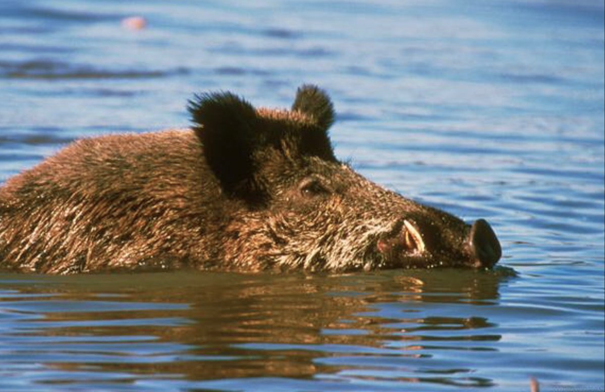 samueloha_9_fa7's tweet photo. I saw a wild boar with a long tail making loud noises by the river bank today—its hooves pounding hard, the air so rough with its cries! https://t.co/WB0StlNRHT