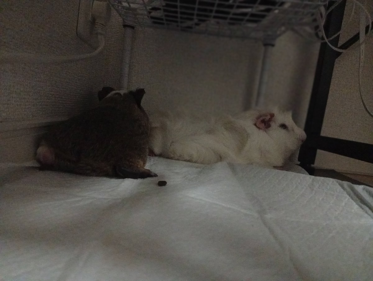 mazikaruska's tweet photo. うり坊がぷぃさんにちょっかいだして毎回怒られてその後隣同士で伸びてて仲がいいのか悪いのかよくわかんなくなる(笑)あと毎回ルータの下で遊ばないでほしい😩ずっと見守ってるので安心してください。 https://t.co/R7hPwl9YmM