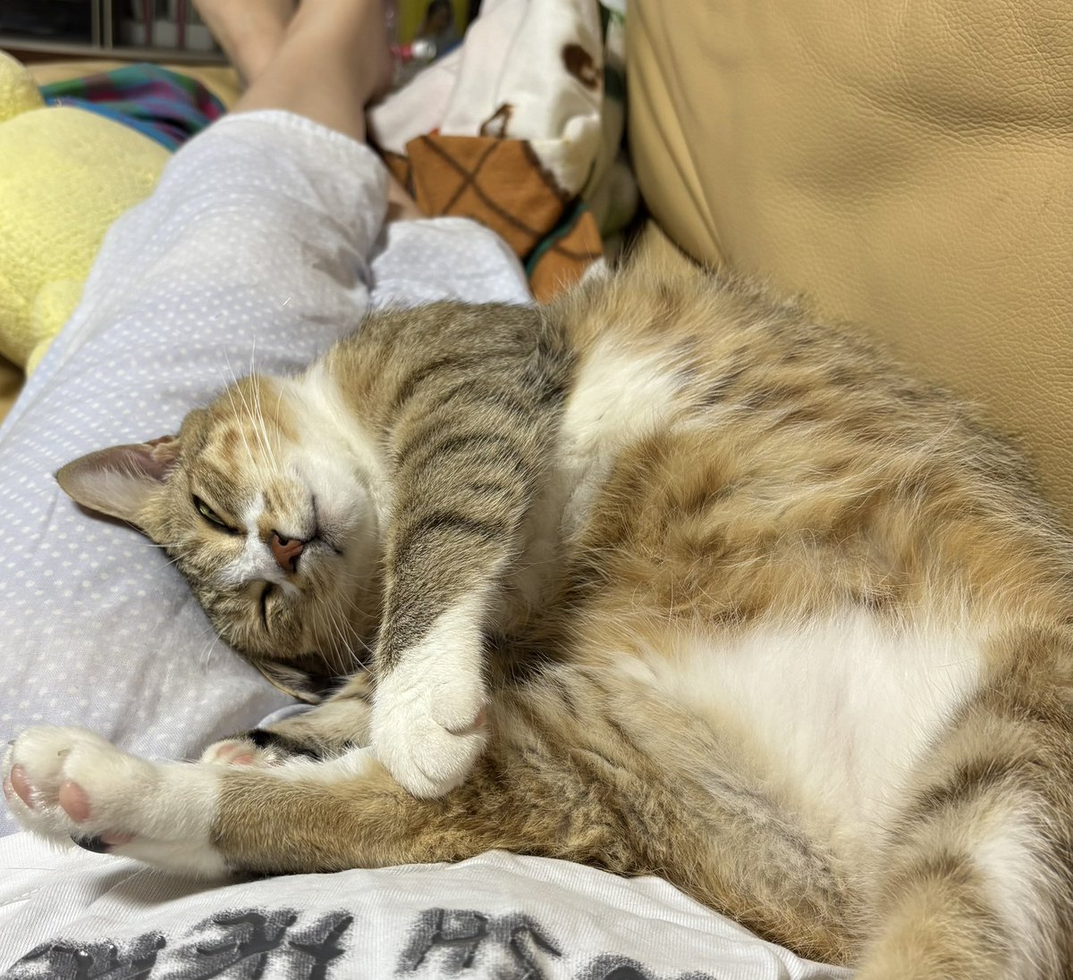 wcpmumu's tweet photo. 少しずつ秋が深まるこの時期、冷たいとこにいたくない／寝たくないねこの座布団／お布団業務が本格化してきて、かわゆくてしあわせだけど、身動きとれないのはどうにかならんかな https://t.co/sehGtxoaG2