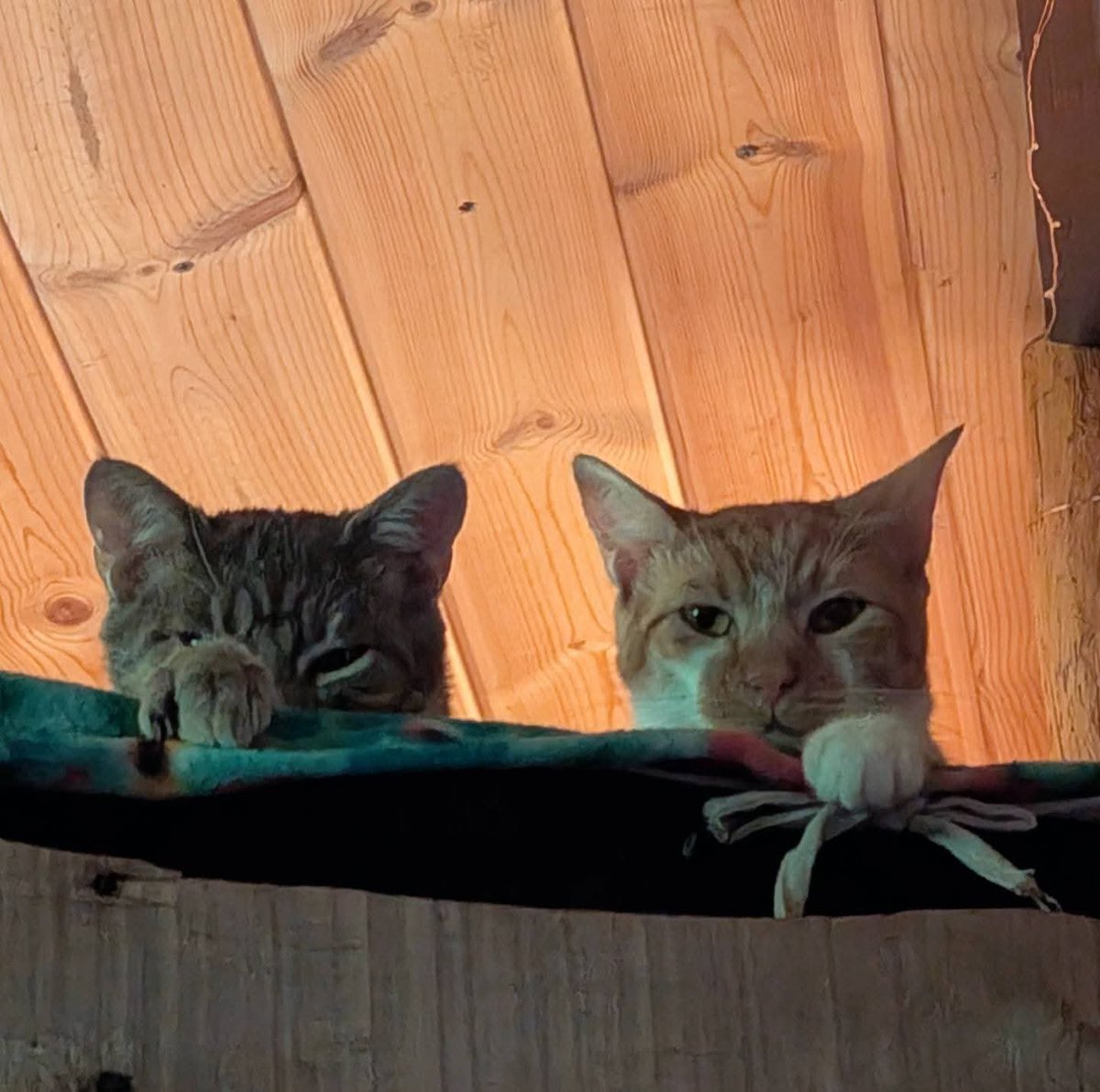 0rdinaryWeed's tweet photo. Good morning from Odin and Peaches! https://t.co/Uhsl5cAeO5