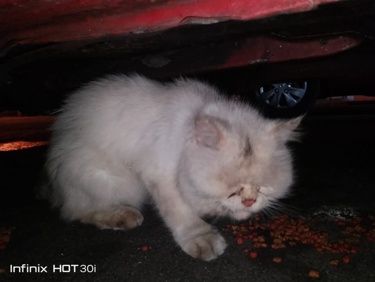 AlertaMePerdi's tweet photo. #ENCONTRADO #GUAYAQUIL
Fecha: 2026-09-28
Sector: Centro,La Chala García Goyena y la octava
Sexo: Desconocido
Raza: mestizo
Observación: Gato color beige con unas manchas café y ojos azules
Contacto: 0982963639
¡Ayúdalo a volver con su familia!
 #AlertaMePerdí https://t.co/NUQoiKzGqn