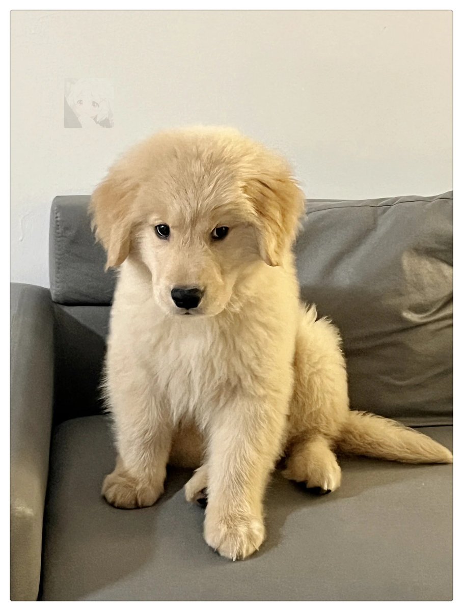 khadijahAlbp3g's tweet photo. Mi pequeo compaero crece cada día! Hoy ya puede saltar por la sofa solo, llenando mi vida de más alegría y travesuras. https://t.co/N7L8Mb69s9