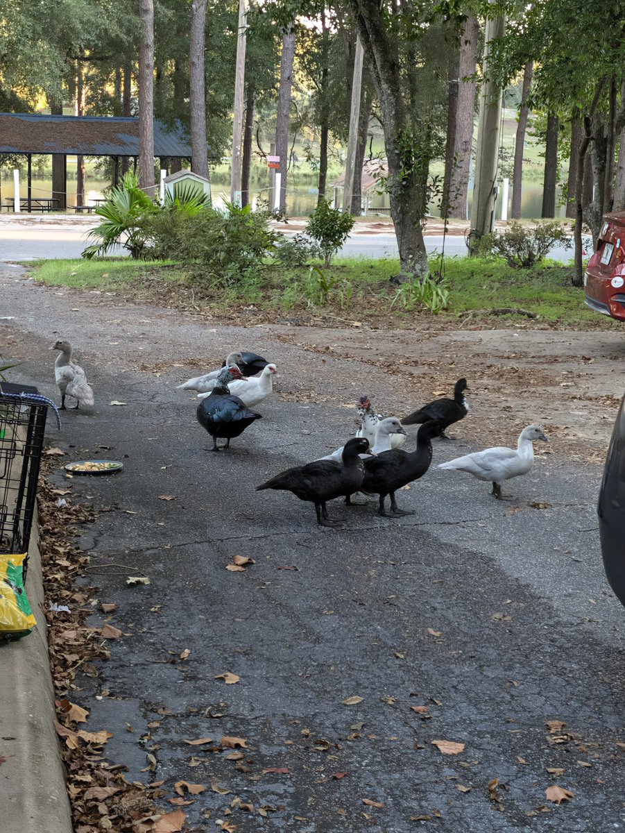ZeroToTheMax1's tweet photo. Dude. Can we talk about my absolute CUNT serving a couple days ago? Good LORD. (Also my house duckies) https://t.co/QfdBgq00Uj