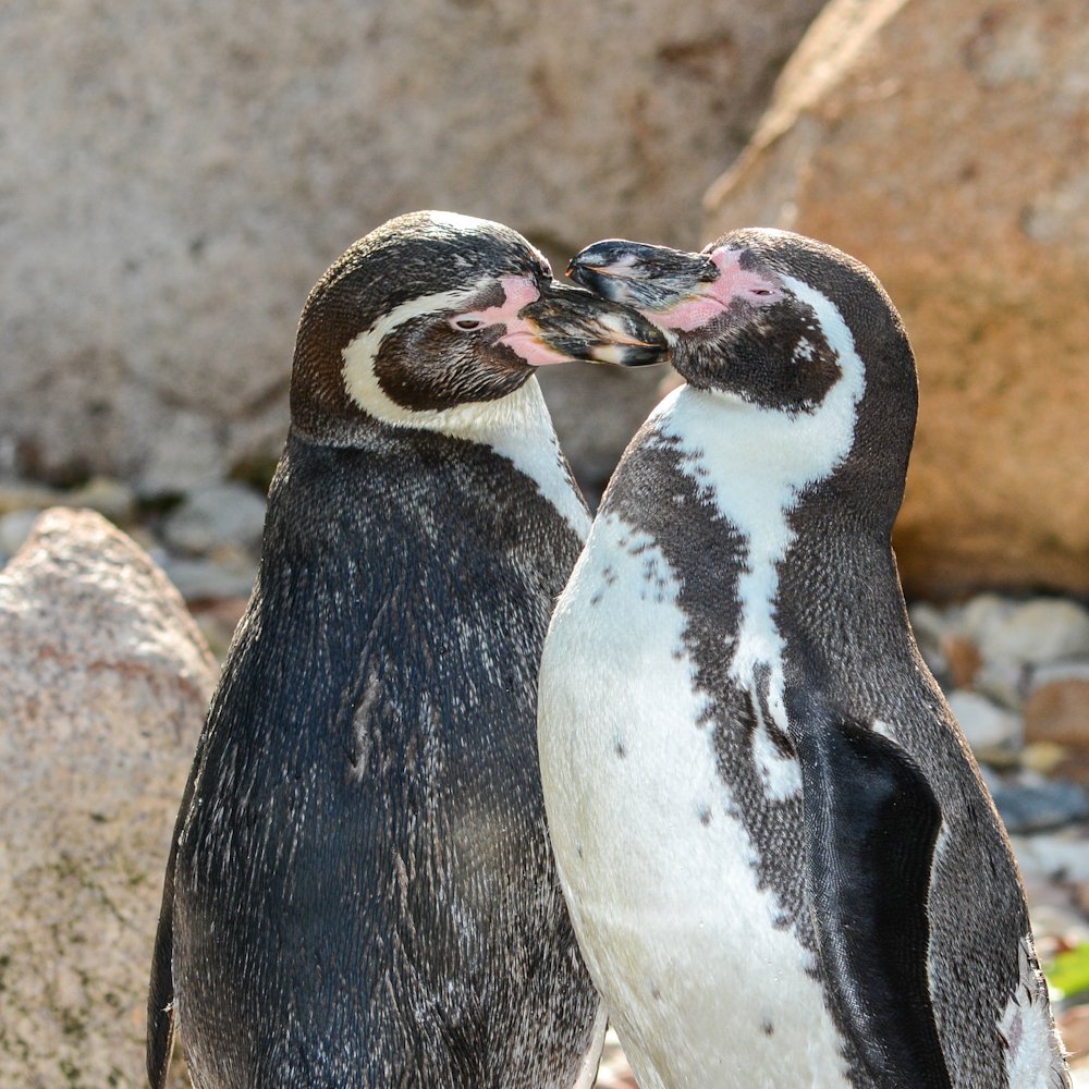 Peru’s penguins are running out of food

Warmer ocean waters are pushing food away from Peru’s Humboldt penguins. The change could make a struggling penguin col
