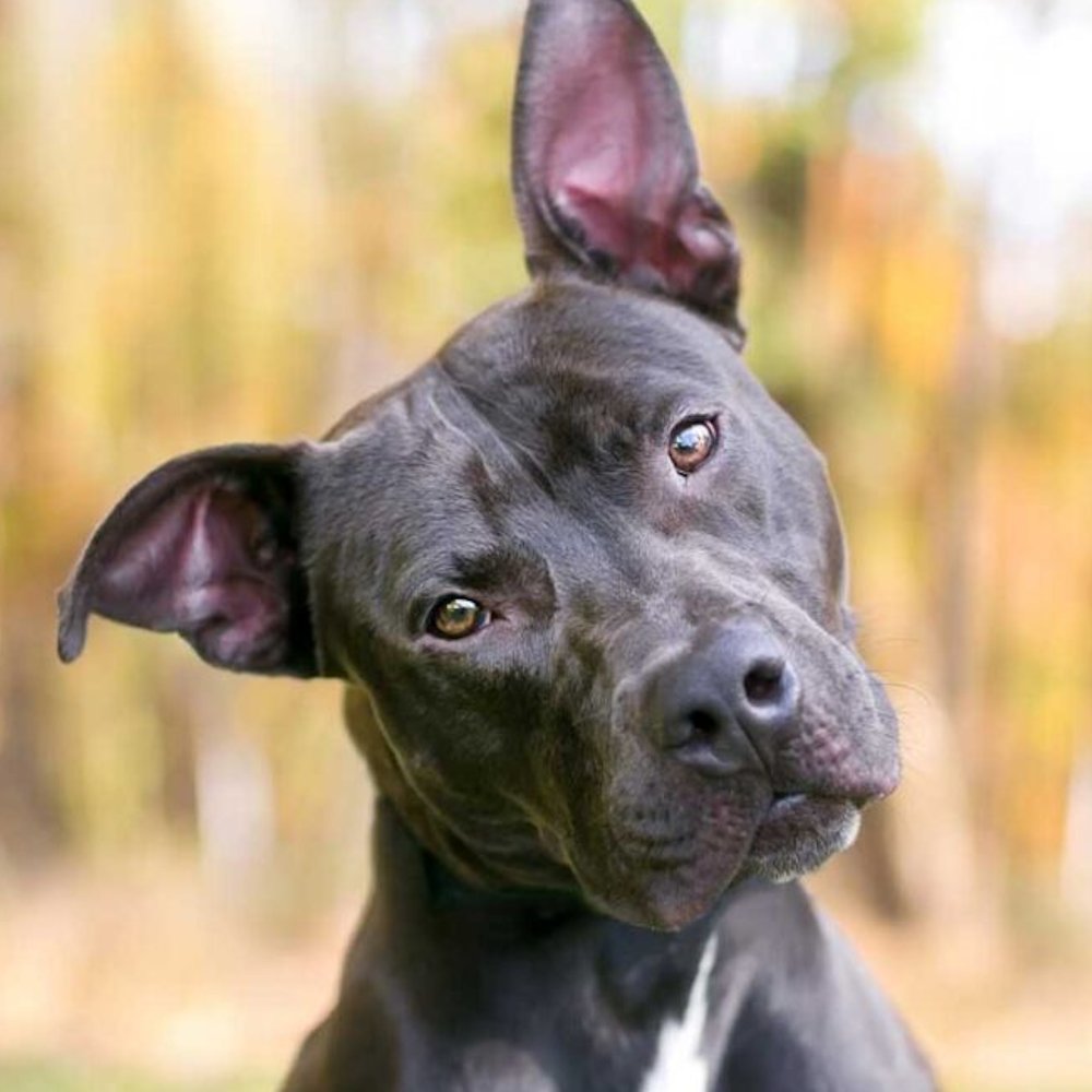 Dogs are better at understanding speech than we thought

Dogs can follow hidden patterns in speech even when there are no pauses between words. their brains pic