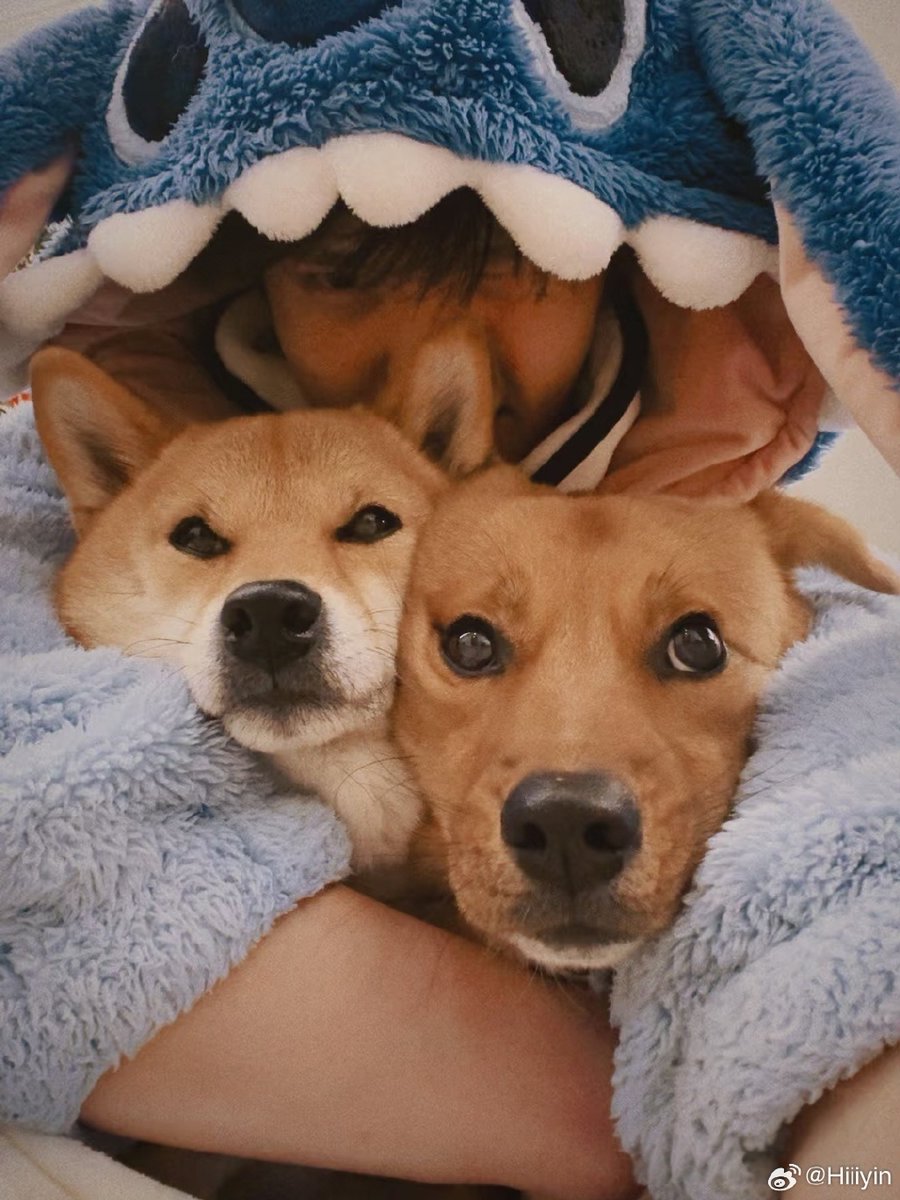 TarynMaclefi7's tweet photo. Con mis perritos favoritos, cada día es un regalo lleno de risas y calor. El mejor compaero es quien te espera en casa! https://t.co/hzk0jMJpC7
