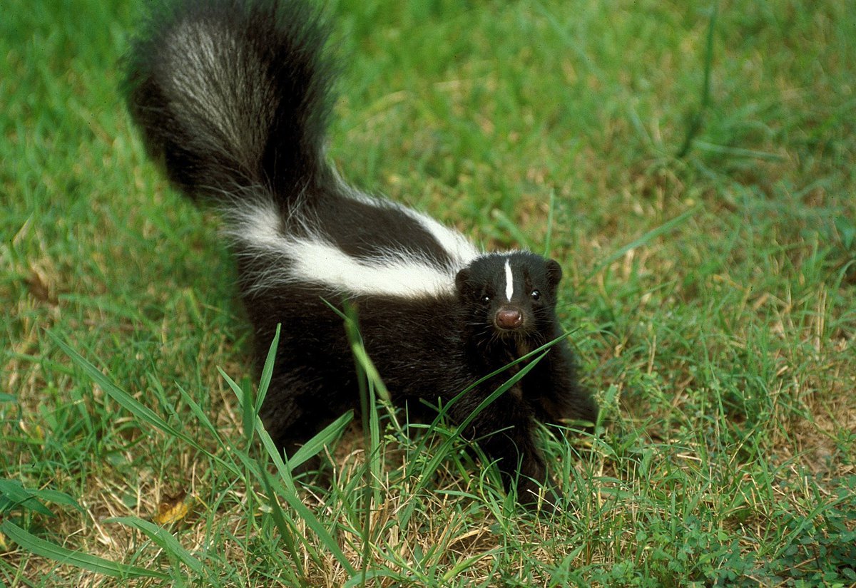 tinibnni's tweet photo. skunks r so cute, ιო making α skunk + zombie fursona for sociology class lmfao https://t.co/6XosxyPzGt