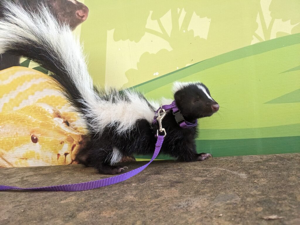 tinibnni's tweet photo. skunks r so cute, ιო making α skunk + zombie fursona for sociology class lmfao https://t.co/6XosxyPzGt