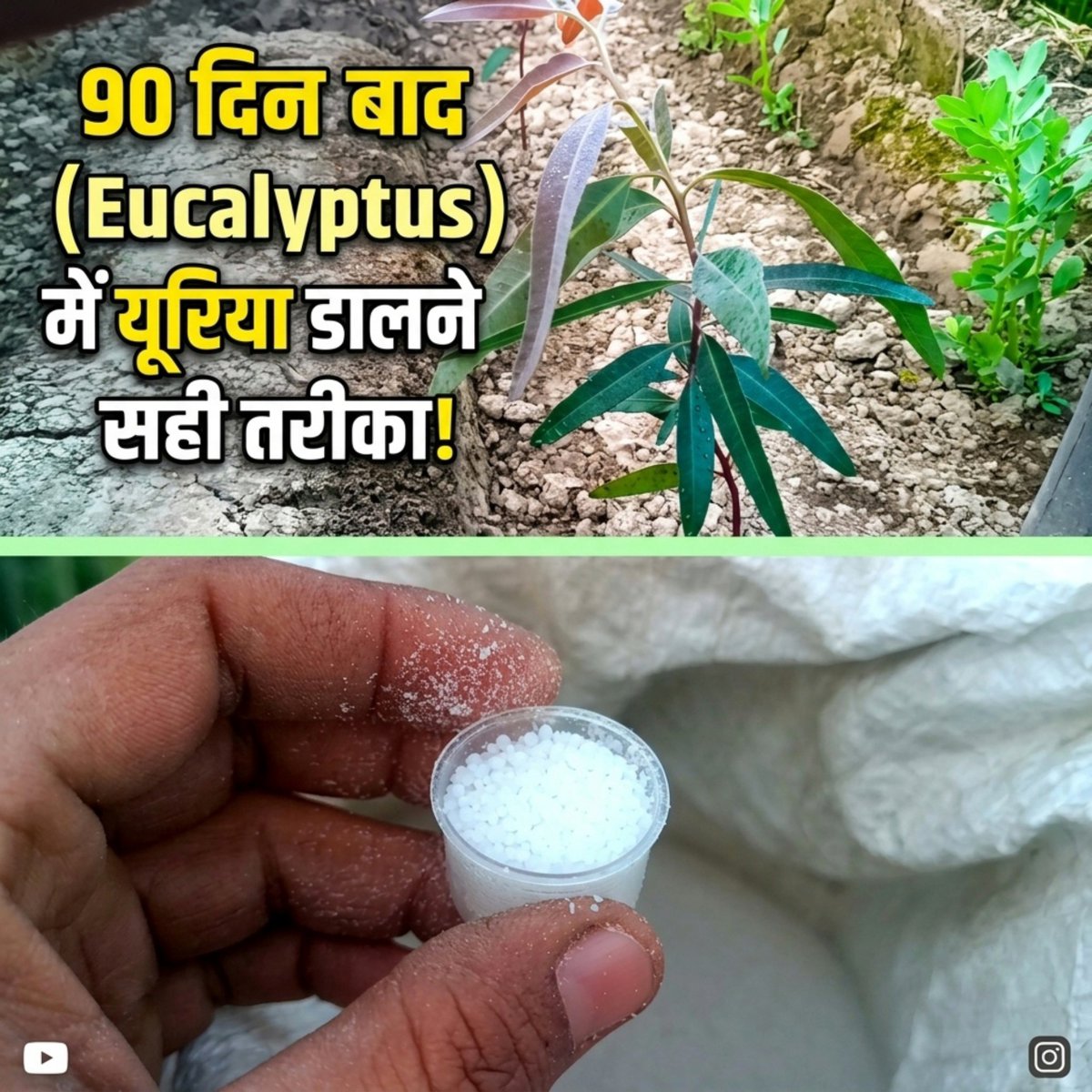 proshahnawaz's tweet photo. Doston new video link 👇
https://t.co/rWWPh7naHy

Eucalyptus Ke Paudhe 🌳 Me Urea Kab Aur Kaise Dale | eucalyptus | tree fertilizer

#ProShahnawaz #EucalyptusFarming #SafedaKiKheti #UreaFertilizer #PlantGrowth  #90DaysResult #FarmingTips #खेतीबाड़ी #AgricultureIndia #पेड़पौधे https://t.co/eueMbZgvNf