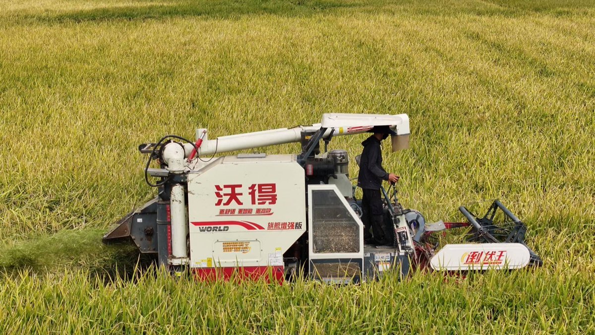 vibe_andre__6f4's tweet photo. [Seasonal harvest of 1-ton rice, no sly tricks here—autumn mowing day!]， https://t.co/czYVqFyBPN