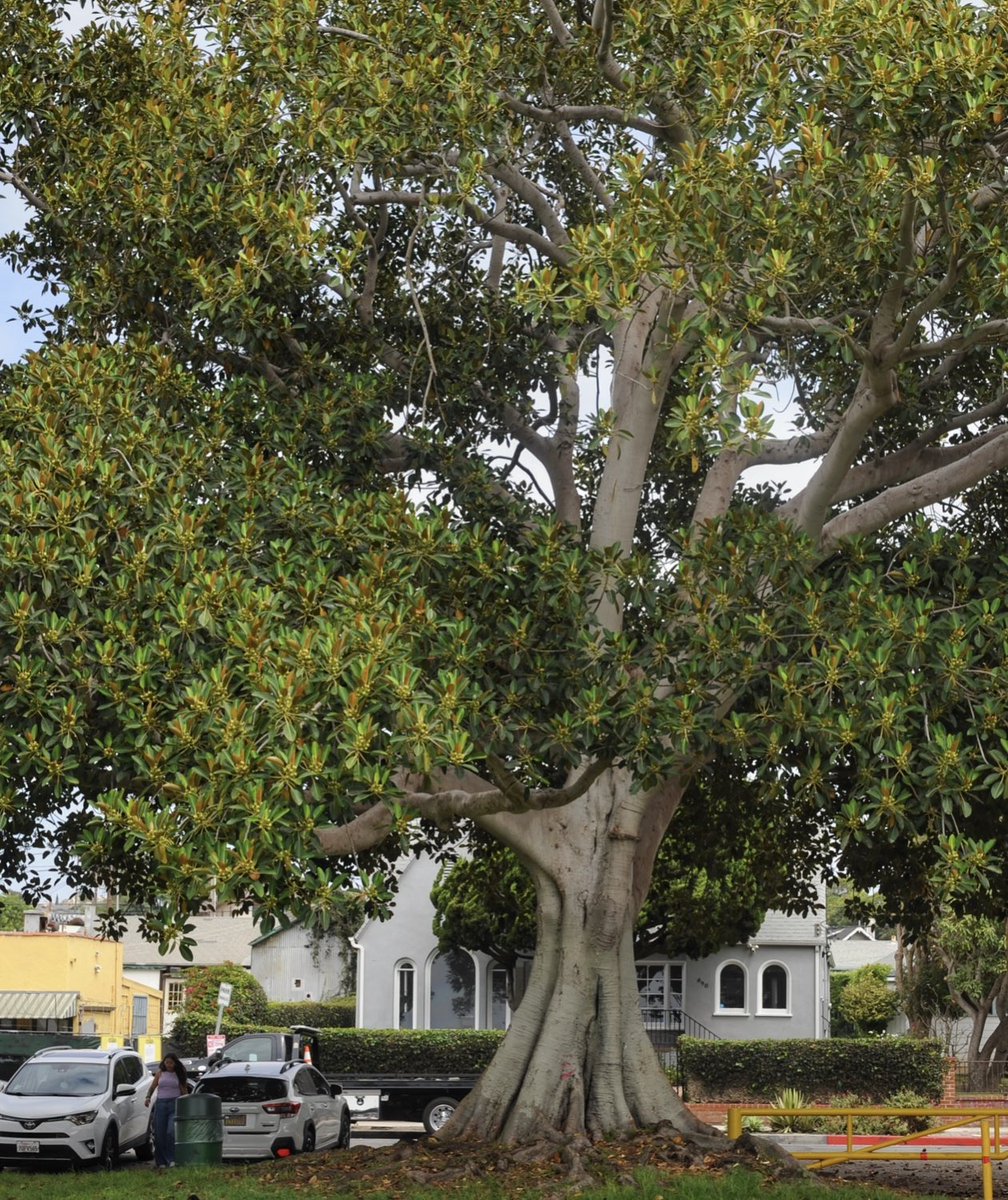 XploreFoto's tweet photo. @Grampa1950 Good morning everyone!  This tree is in the Point Fermin Park near Long Beach, California.  #ThickTrunkTuesday https://t.co/mYcRnH9vo8
