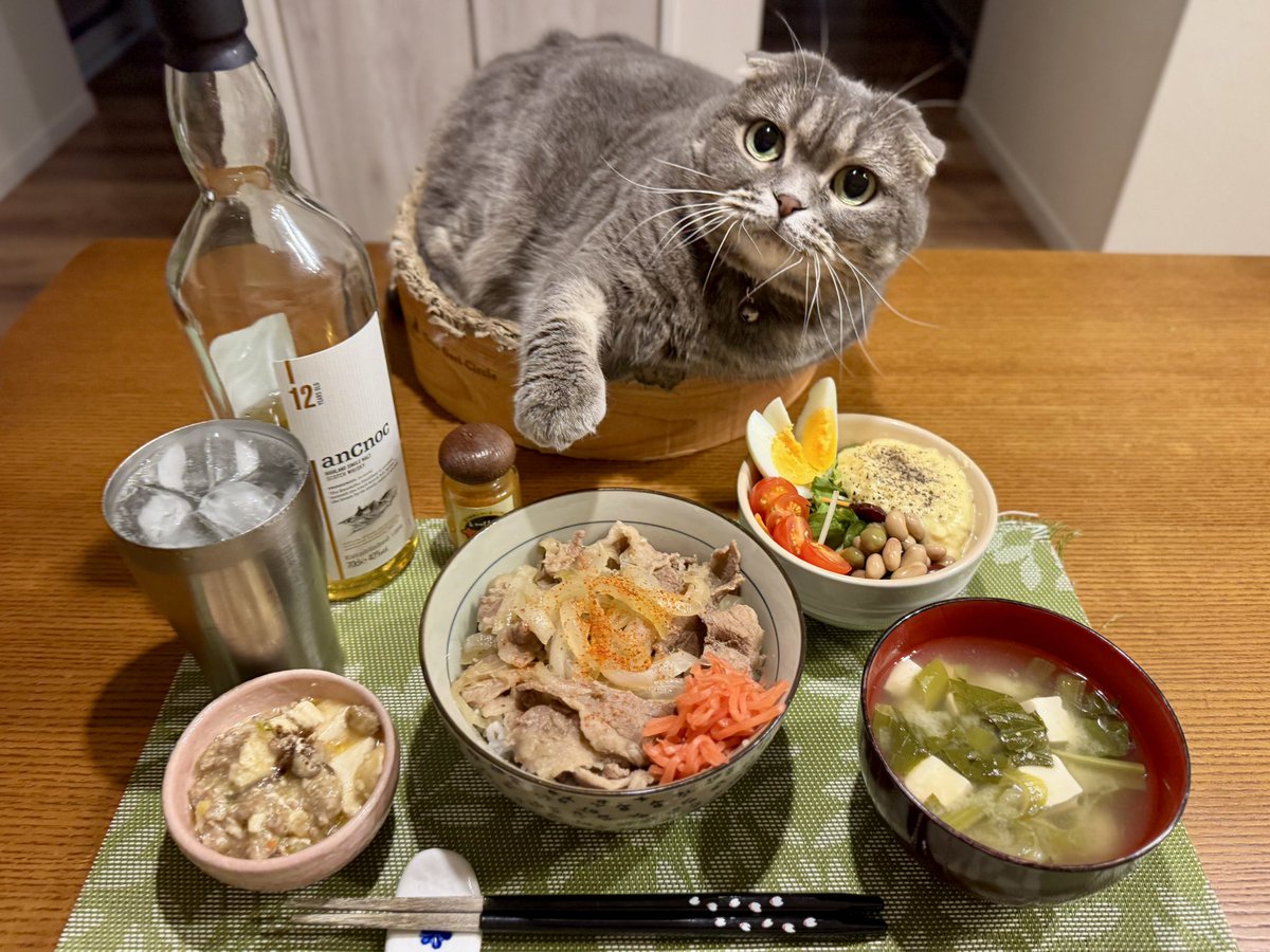 ndTu67XYaawnA2U's tweet photo. 牛丼と猫達
Japanese Beef Rice Bowl & Cats
#スコティッシュフォールド #牛丼
#scottishfold #beefbowl #ancnoc https://t.co/TGzAfUeZMr