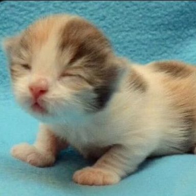 girl__failure's tweet photo. For example, this kitten, despite being cute, is evil. https://t.co/bz55frFpYi