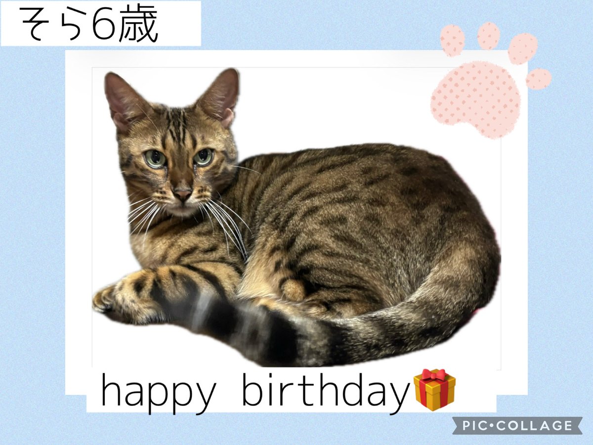dadada0s20da's tweet photo. うちのにゃんこ。
もう6歳です。
早いなぁ。誕生日だからと言ってチュールは2個あげませんからねっ
でも特別なやつはプレゼントした🎁
長生きしてね🤍おめでとう！ https://t.co/ooXkOyAyps