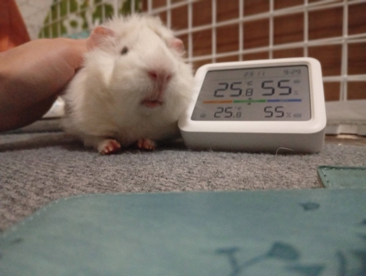 mazikaruska's tweet photo. 🐭🐹 https://t.co/jW9GT8qA4x