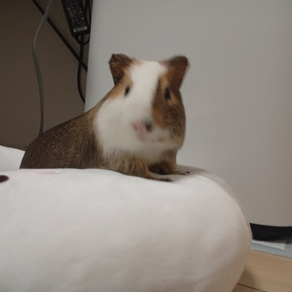 mazikaruska's tweet photo. 🐭🐹 https://t.co/jW9GT8qA4x