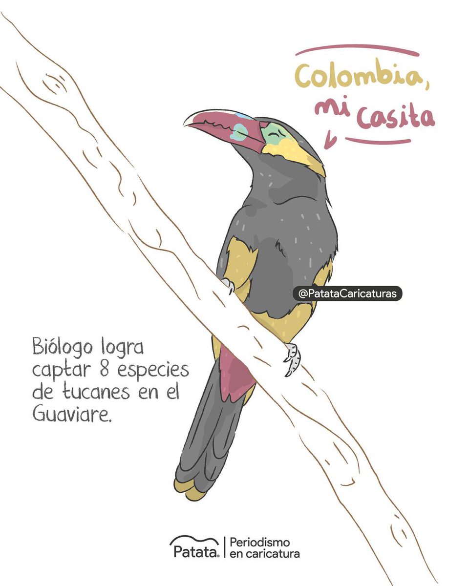 PATATAdibujo's tweet photo. ☁️🌳 Captan 8 especies de tuncanes en Guaviare, Colombia.
🧵 https://t.co/Wu4y6o1upY