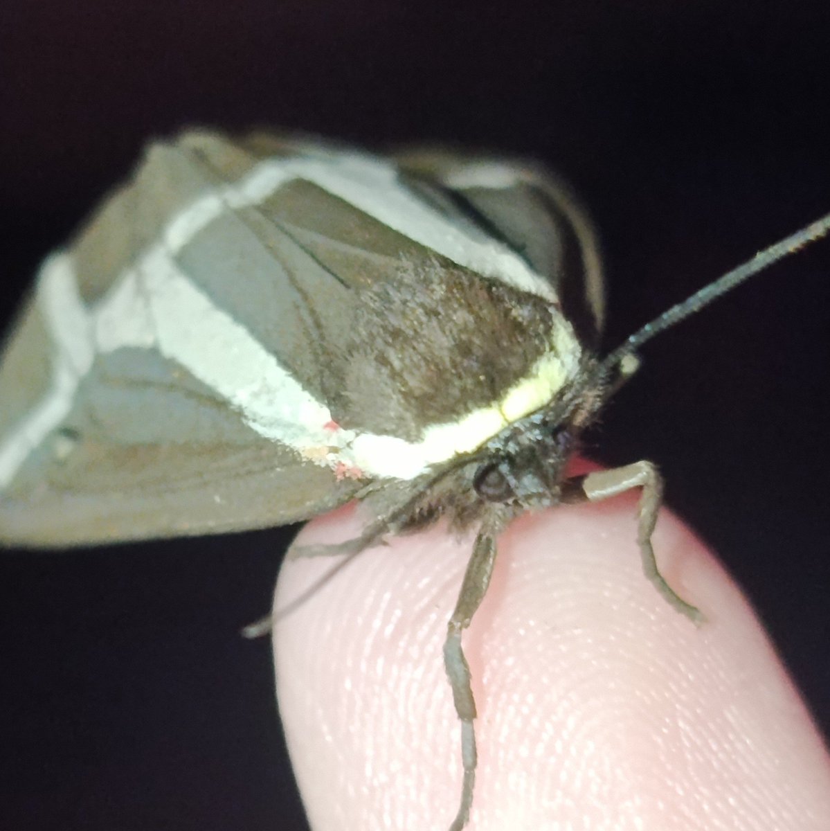 SturbiAwareness's tweet photo. a moth laid an egg on my pencil a long while ago, and it already went from caterpillar. My friend joked about it being Celestial's baby (I'll be releasing it soon so it can complete it's life cycle) https://t.co/8pmREyLkWM