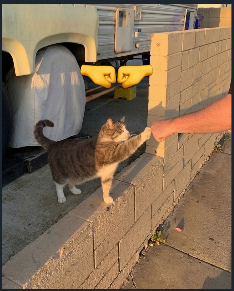 CatMeowkingdom's tweet photo. 🤜 https://t.co/h7WH6WbrYD
