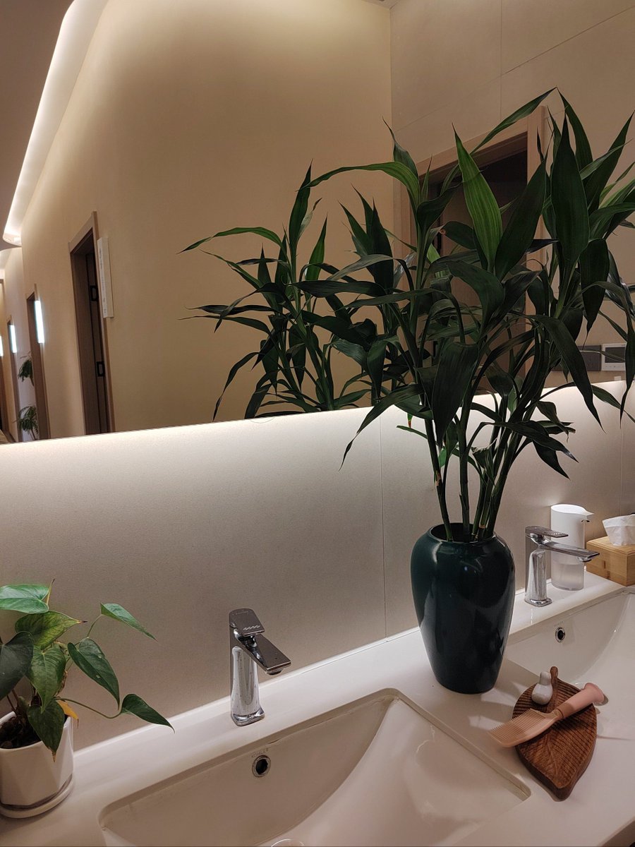 TieraNiemi's tweet photo. Just knocked on my little plant babies’ leaves while wiping the counter—they’re keeping the kitchen way cozier than any air freshener could, I swear. https://t.co/htWGJk5BM0