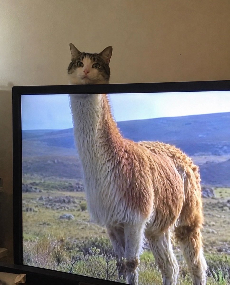 CatMeowkingdom tweet picture
