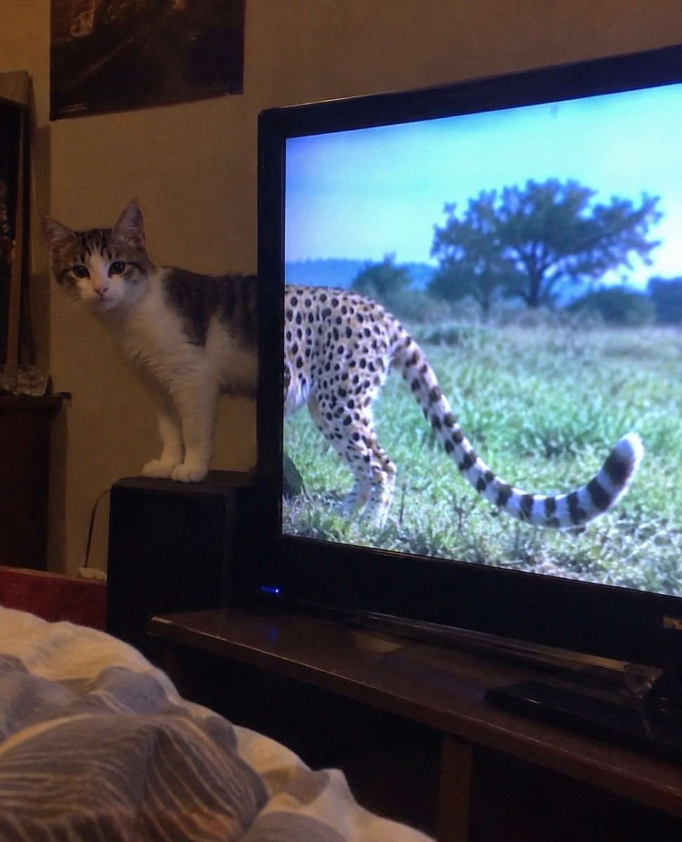 CatMeowkingdom tweet picture