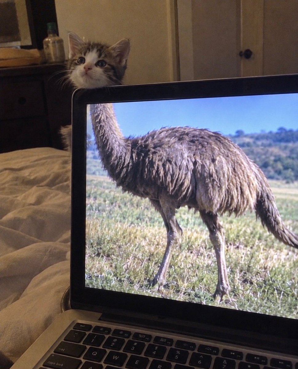 CatMeowkingdom tweet picture