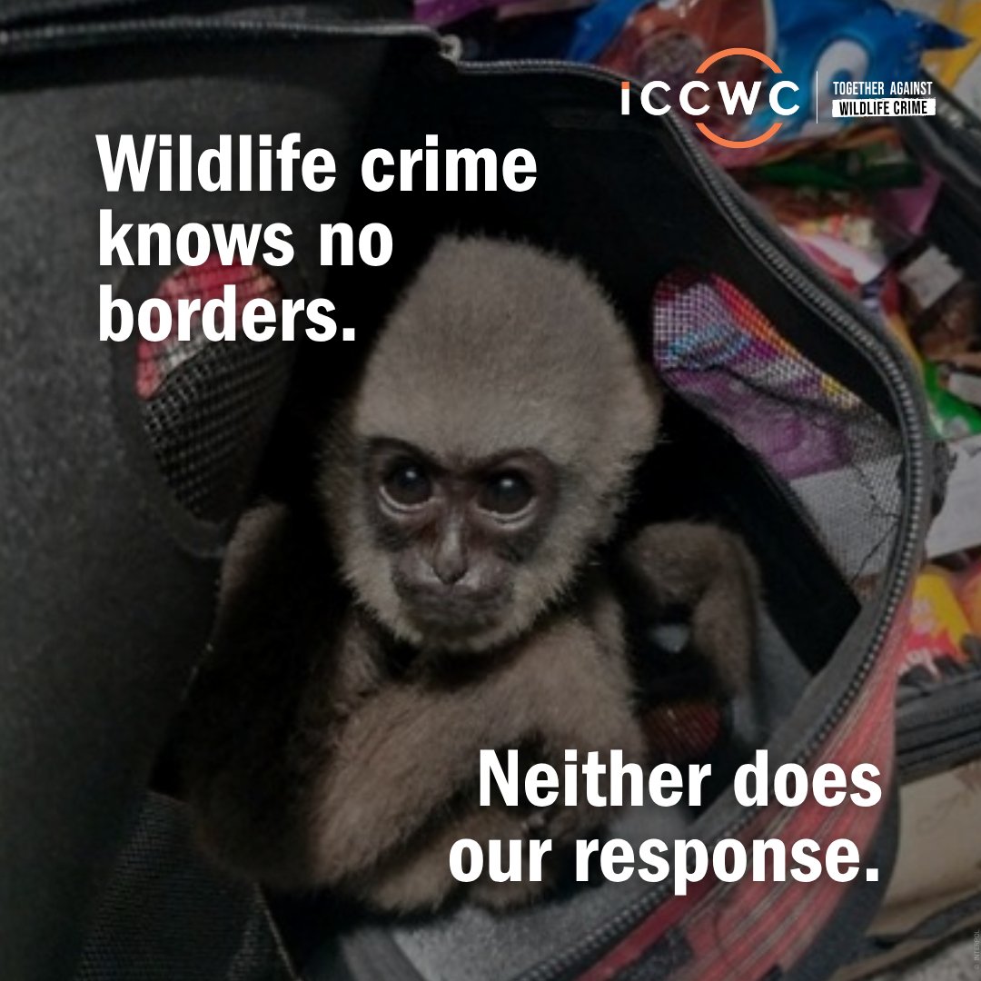 ICCWC_WFC's tweet photo. Wildlife crime is a global challenge that requires a global response. Through international cooperation, information sharing, and coordinated action, ICCWC and its partners support countries in preventing, detecting, and combating wildlife crime.
#ICCWC #TogetherAgainstWildlifeCrime #WorldFreeofWildlifeCrime