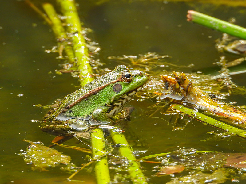 Lukmanul1906's tweet photo. A tiny frog with a quivering leg sits by a rippling stream ， https://t.co/WL1UsEuiLK
