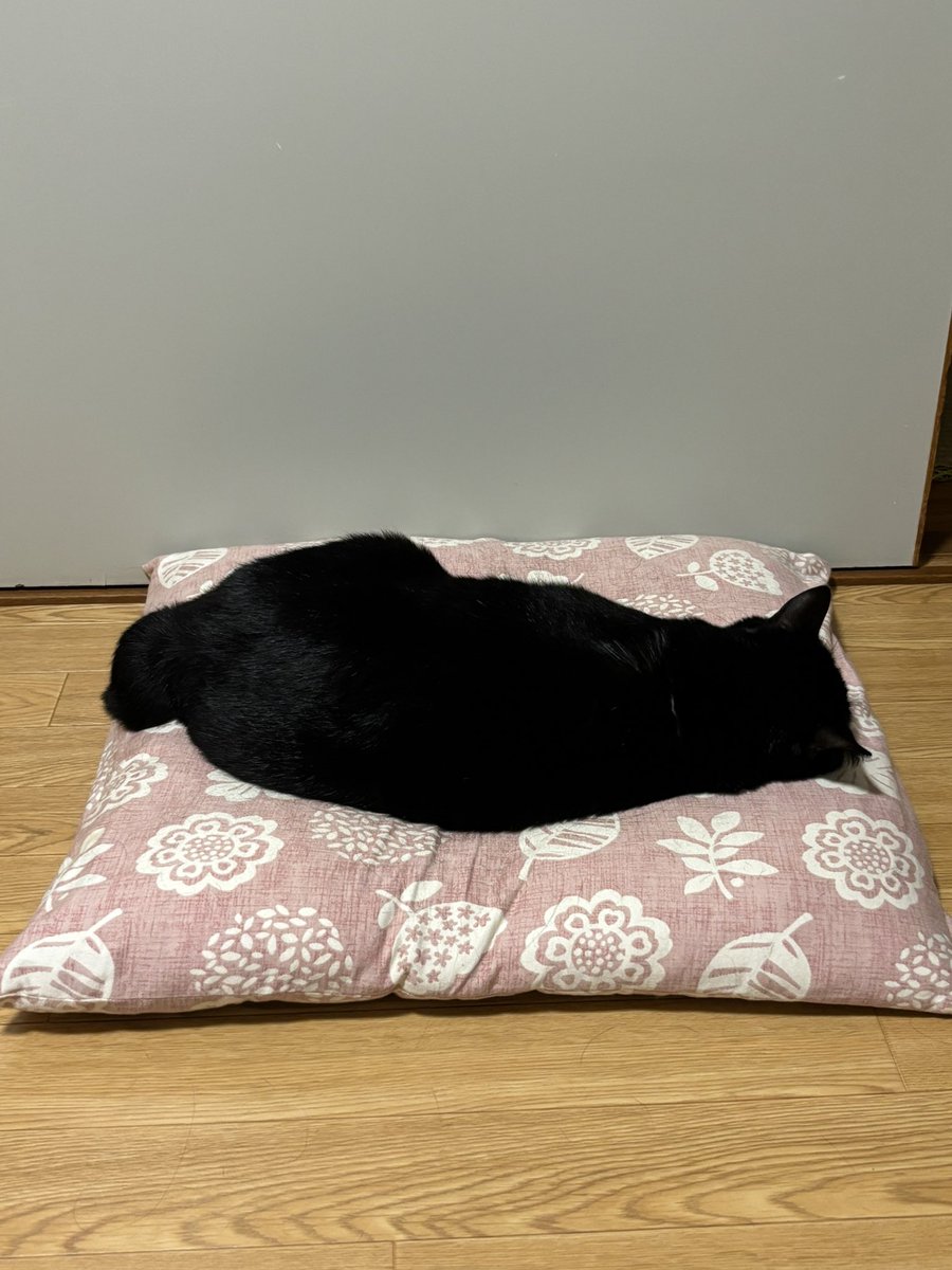 kuro_asari5bee's tweet photo. こちらは首の後ろにレボリューション(虫除け)をされてふて寝してる猫ちゃん https://t.co/NMny3RblNW