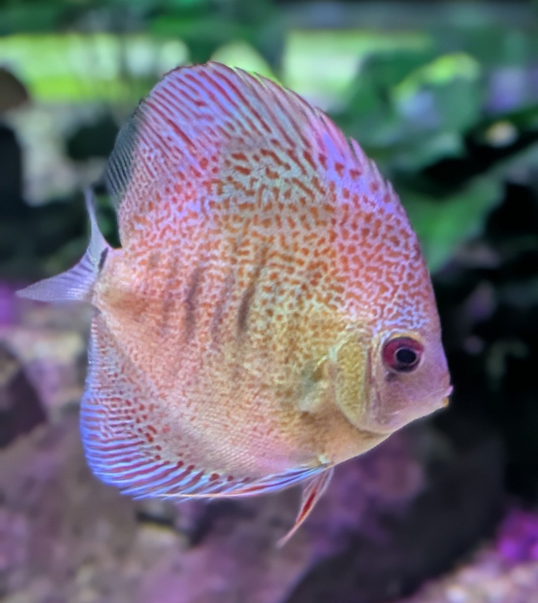 chikuwaaa321's tweet photo. 箱根園水族館 https://t.co/m2Oh5raABW