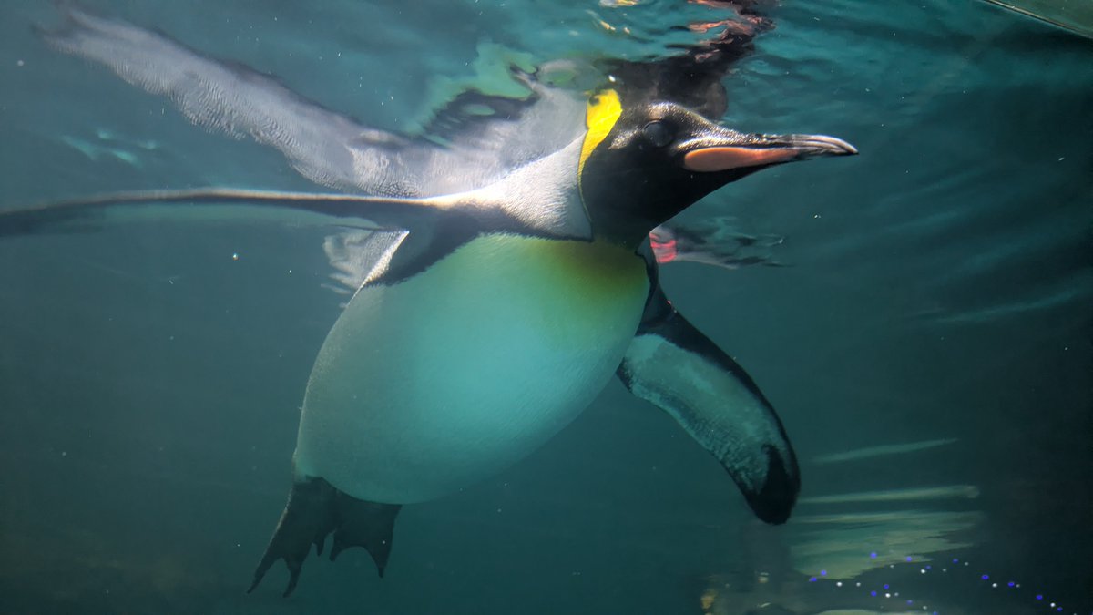 chikuwaaa321's tweet photo. 箱根園水族館 https://t.co/m2Oh5raABW