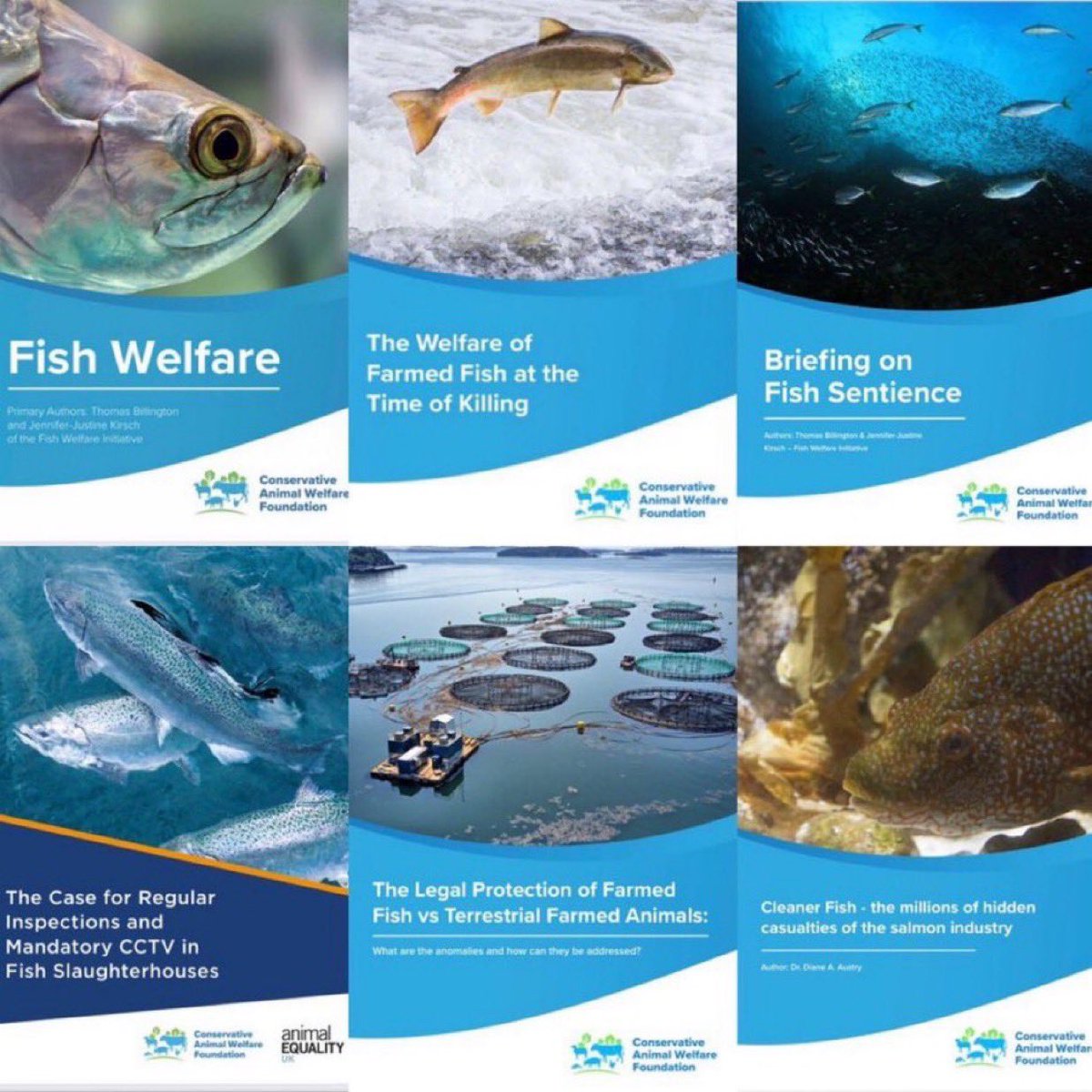 ConservativeAWF's tweet photo. Our six research reports set out the urgent case for strengthening legal protections for farmed fish at slaughter. Together, they provide clear, evidence-based proposals calling for  fish to be afforded the same welfare protections as other farmed animals: CAWF reports:
https://t.co/VLLtrvbEpa