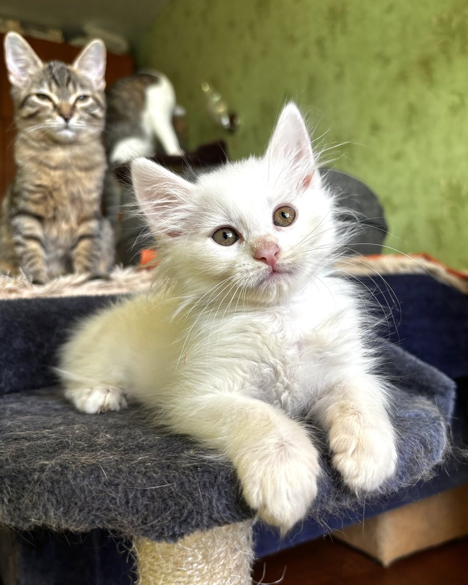 wowcats_ua's tweet photo. Малюк шукає родину. Два місяці. Має перше щеплення Нобівак Трікет. Користується лоточком.
Прилуки, приїде у Київ. https://t.co/hDR6S3oi7L
